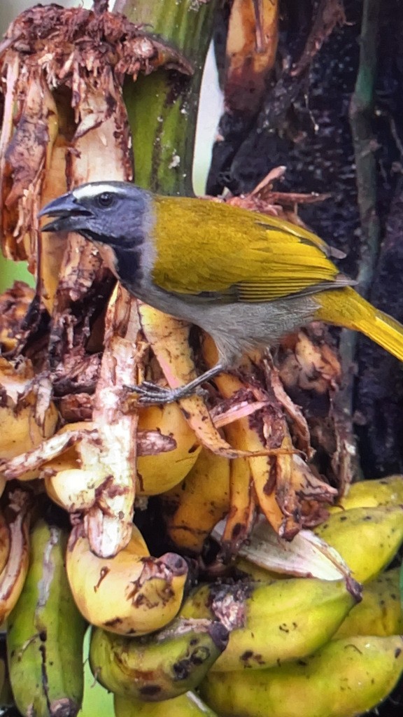 Buff-throated Saltator - ML643019515