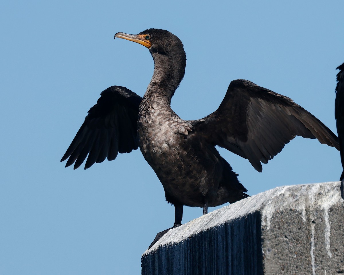 Double-crested Cormorant - ML643019517