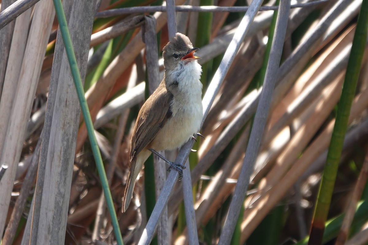 Australian Reed Warbler - ML643019519