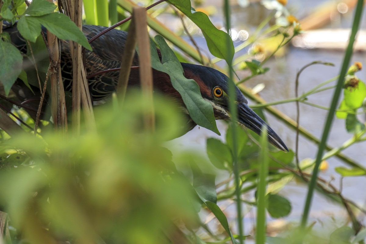 Green Heron - ML643019523