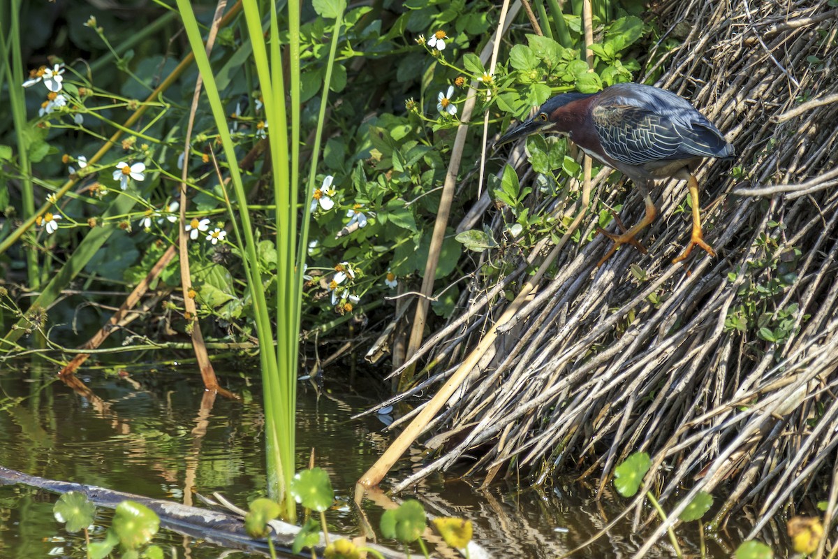 Green Heron - ML643019524