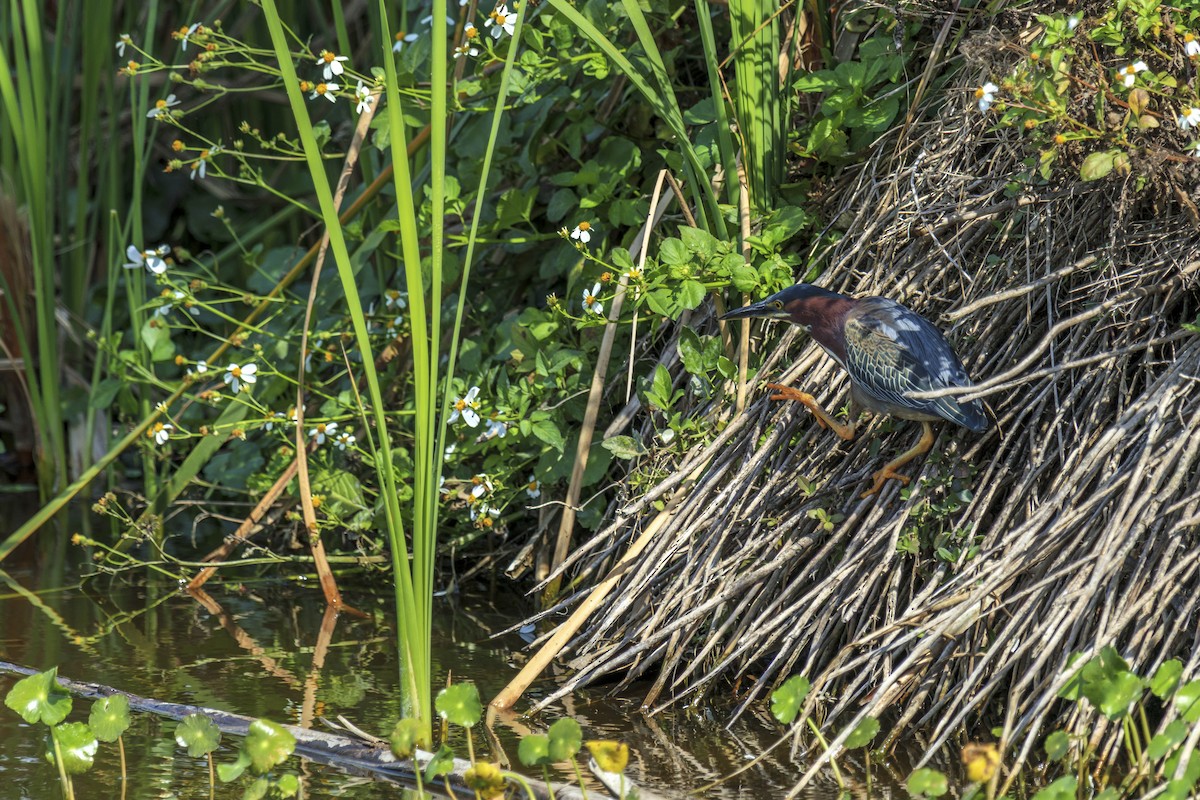 Green Heron - ML643019525