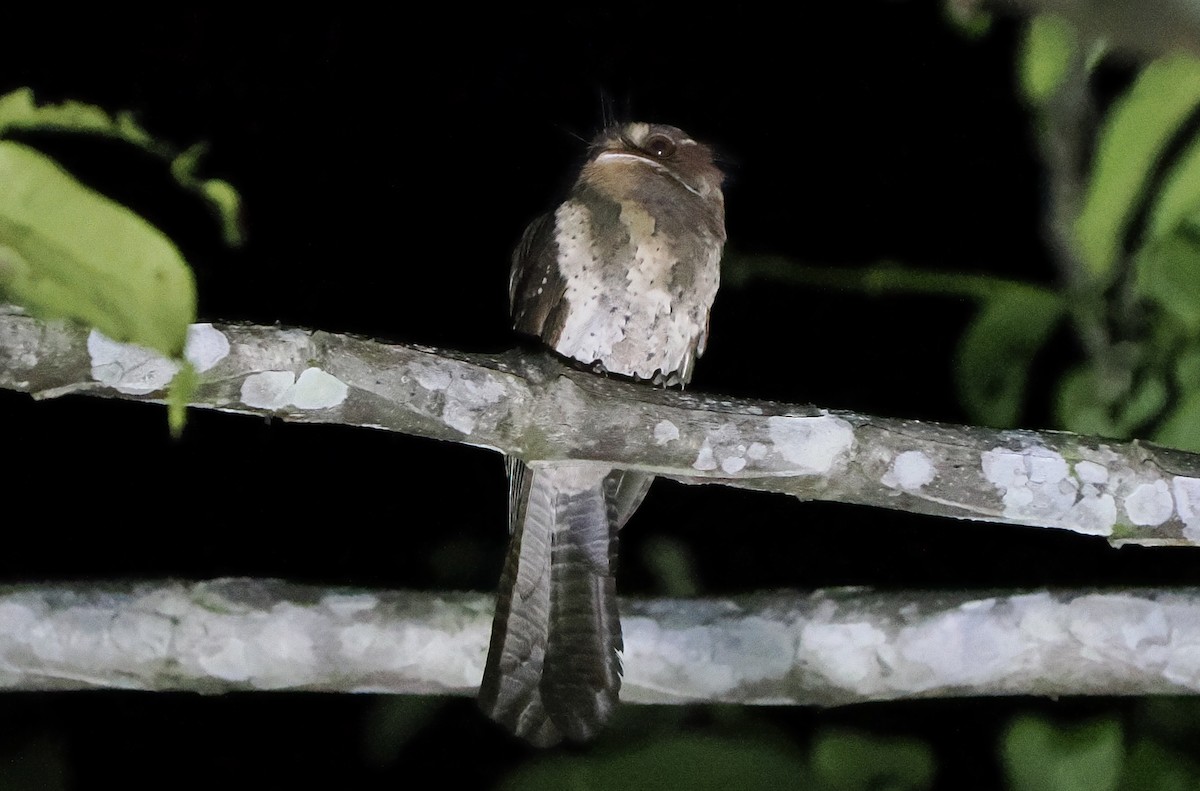 Moluccan Owlet-nightjar - ML643019527