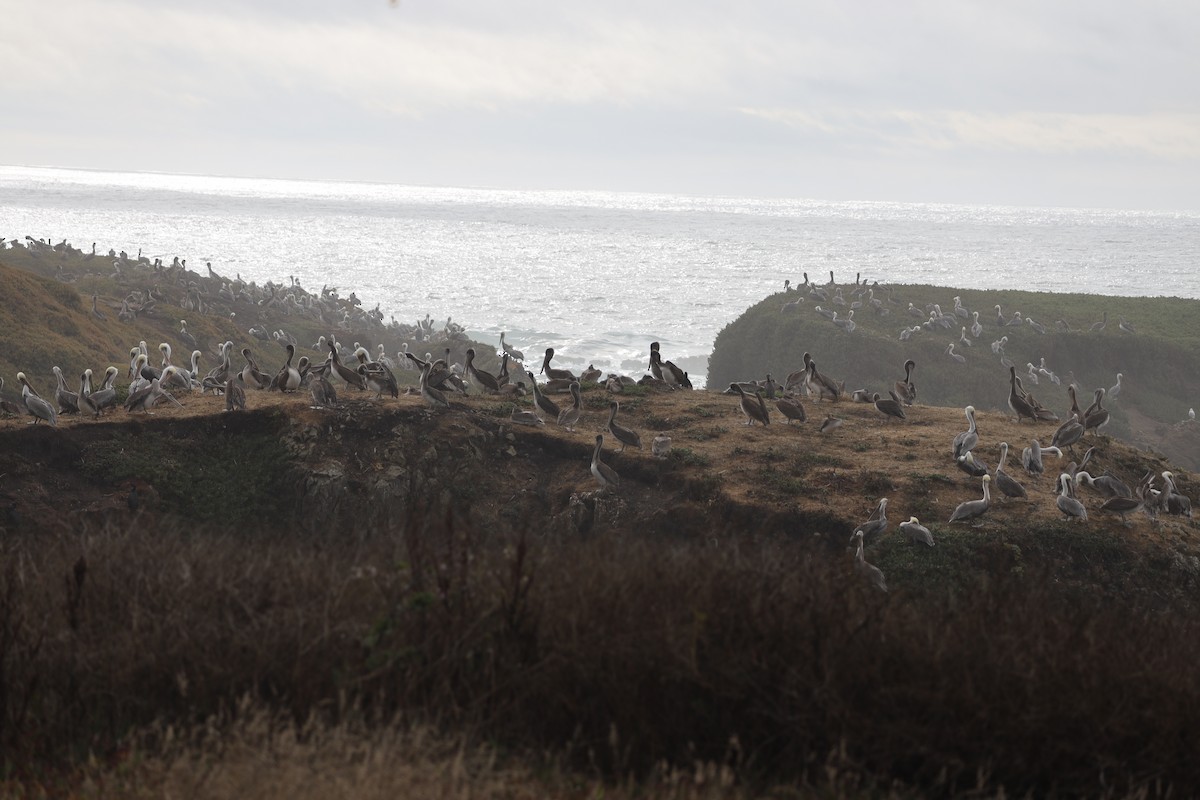 Brown Pelican - ML643019529