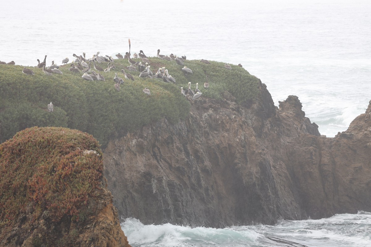 Brown Pelican - ML643019530