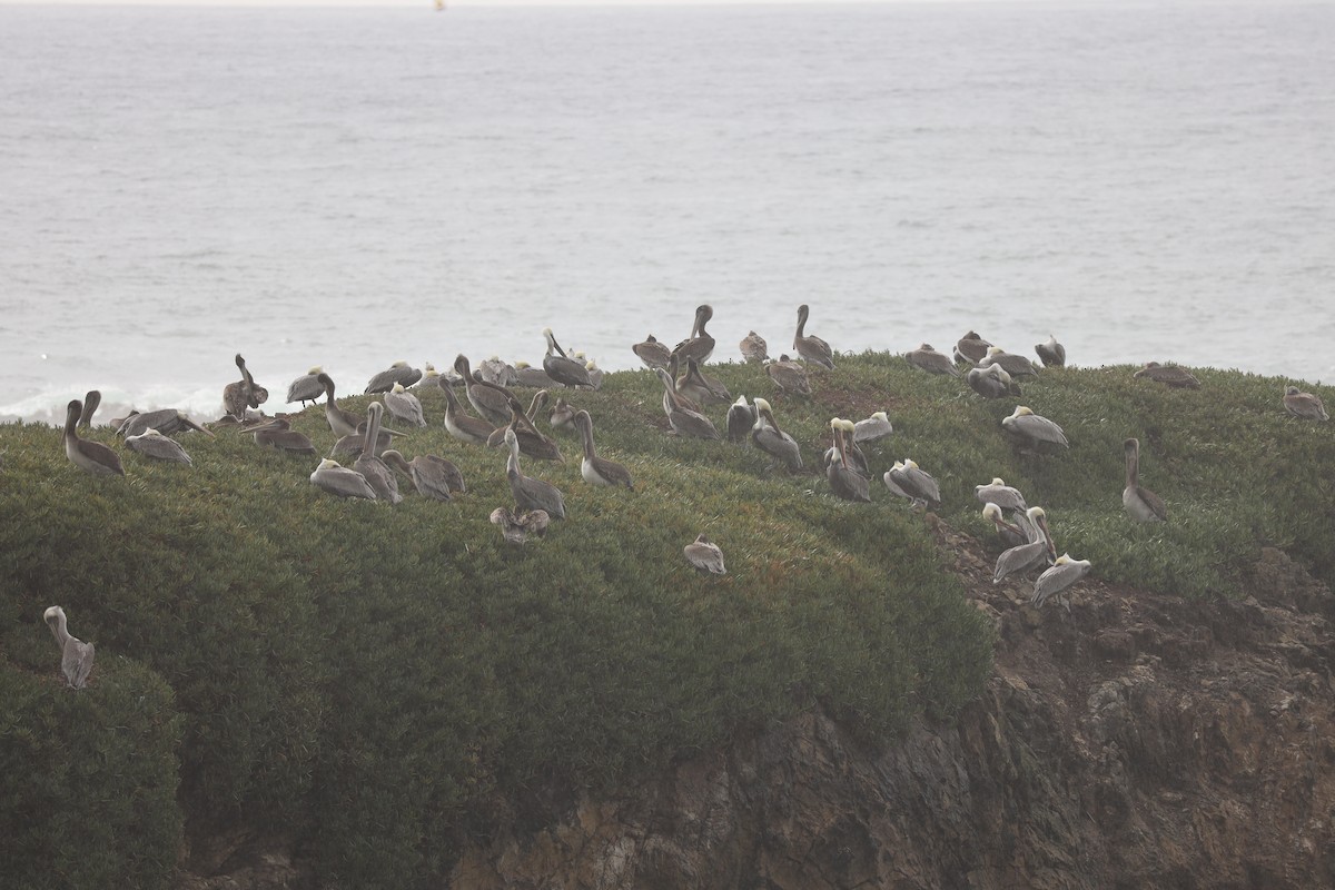 Brown Pelican - ML643019531