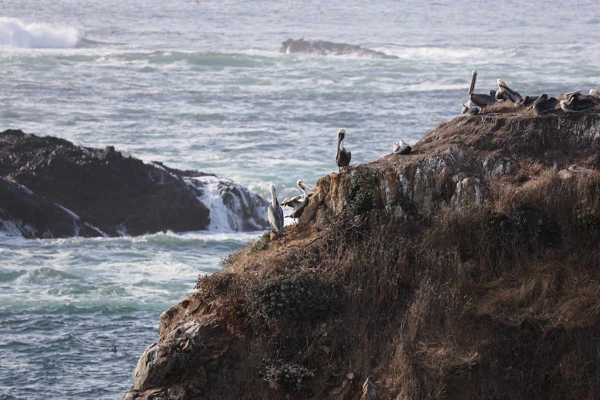 Brown Pelican - ML643019532