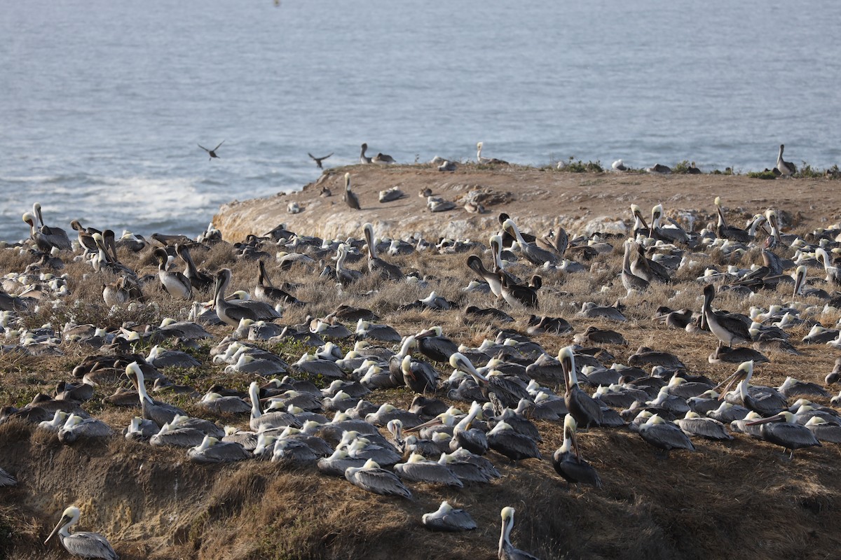 Brown Pelican - ML643019533