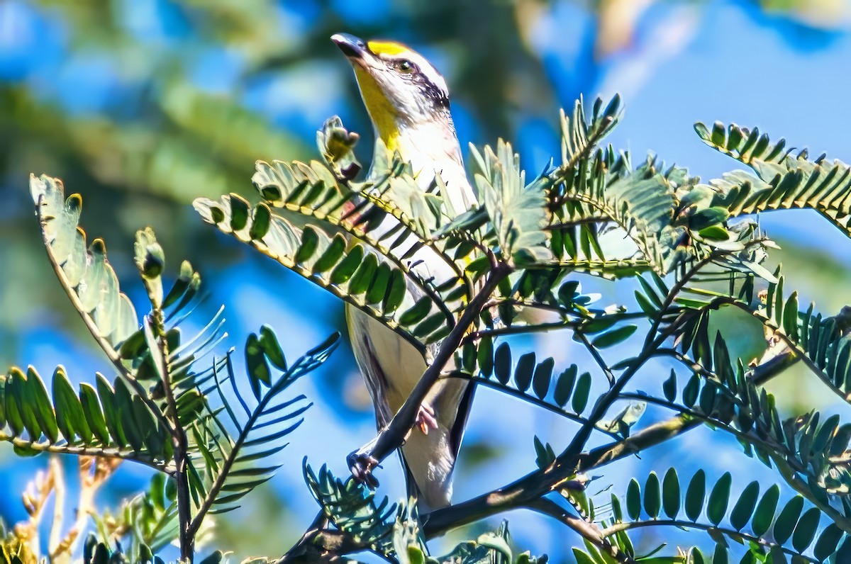 Striated Pardalote (Black-headed) - ML643019534