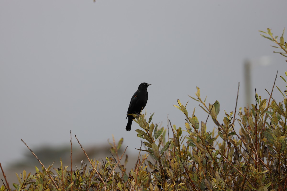Red-winged Blackbird - ML643019552