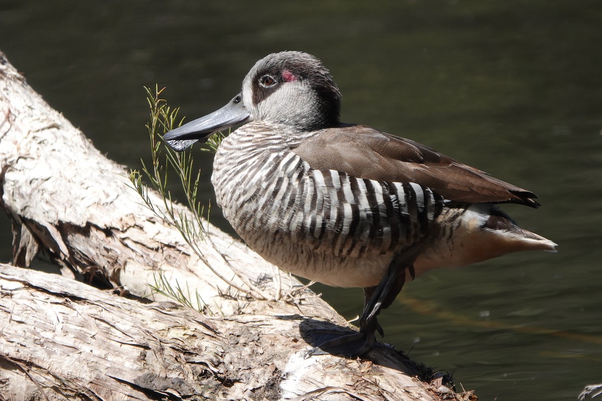 Pink-eared Duck - ML643019553