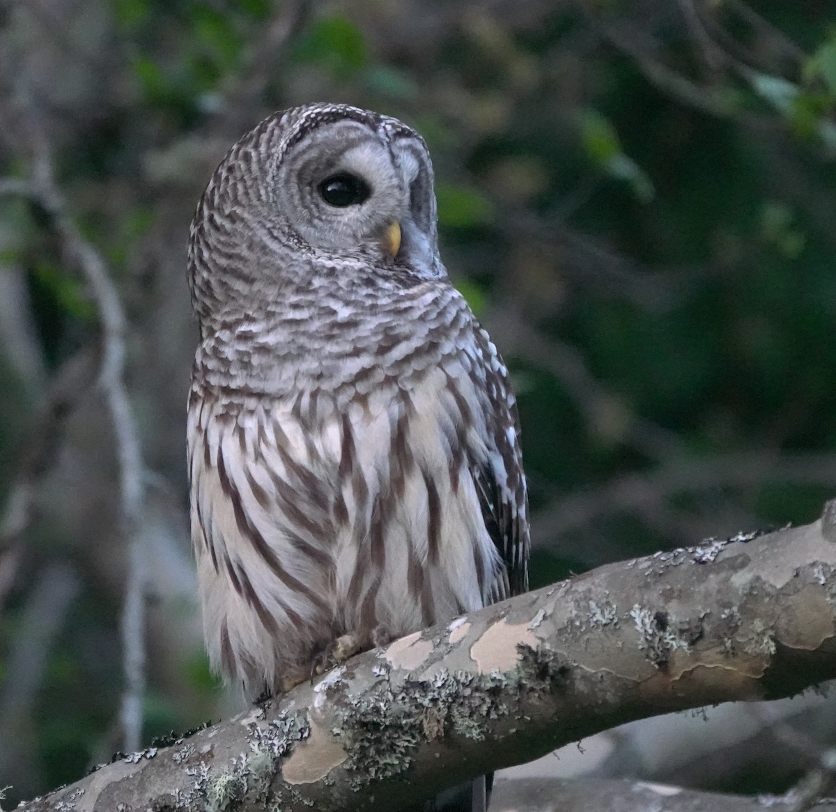 Barred Owl - ML643019561