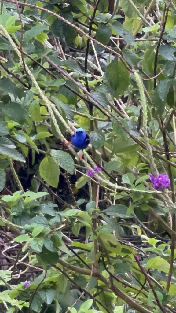 Red-legged Honeycreeper - ML643019562