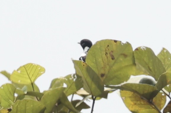 African Stonechat - ML643019563