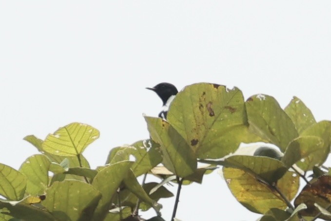 African Stonechat - ML643019564
