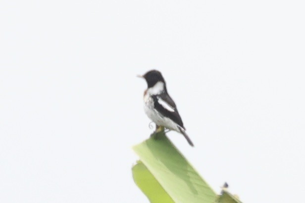 African Stonechat - ML643019565
