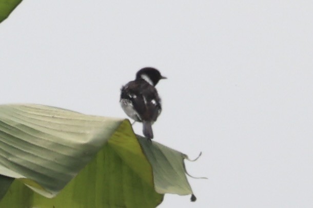 African Stonechat - ML643019566
