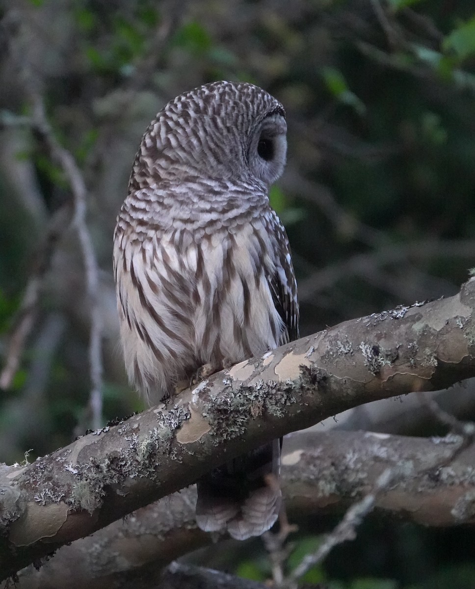 Barred Owl - ML643019567