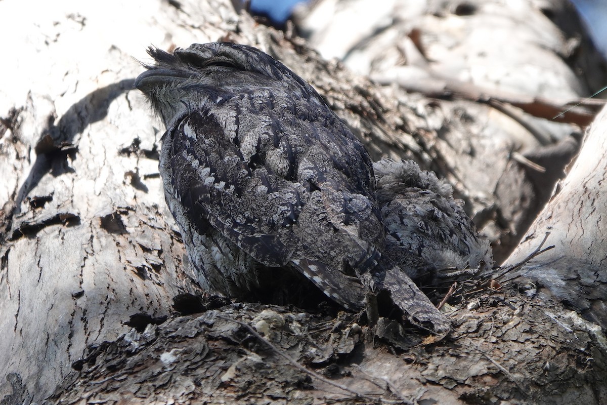 Tawny Frogmouth - ML643019570