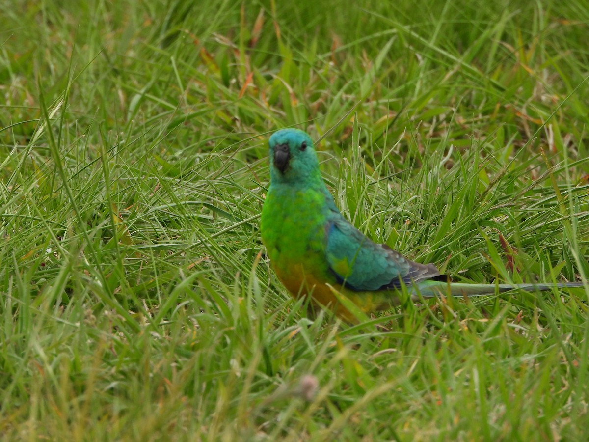 Red-rumped Parrot - ML643019572