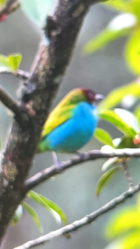 Bay-headed Tanager - ML643019574