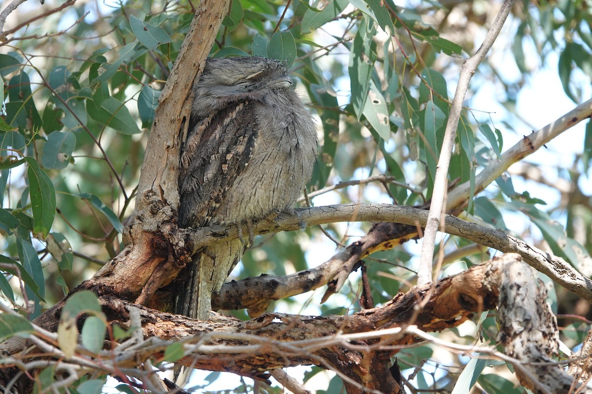 Tawny Frogmouth - ML643019575