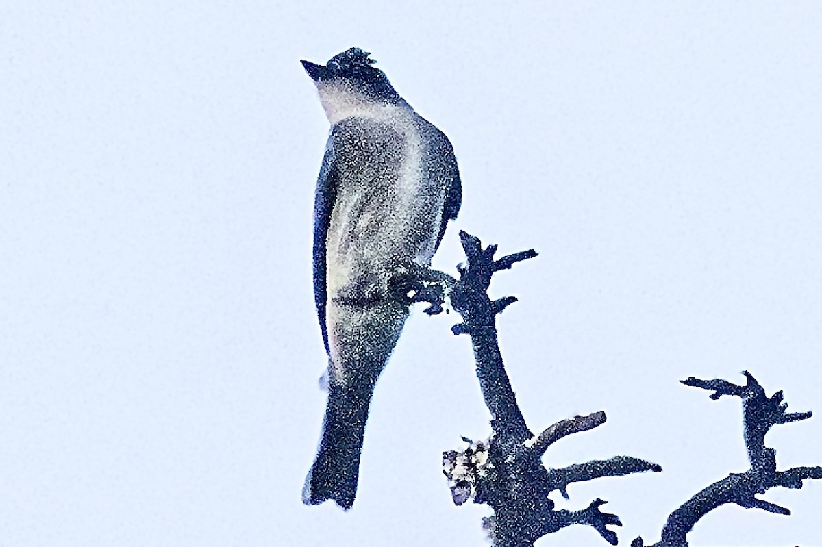 Olive-sided Flycatcher - ML643019577