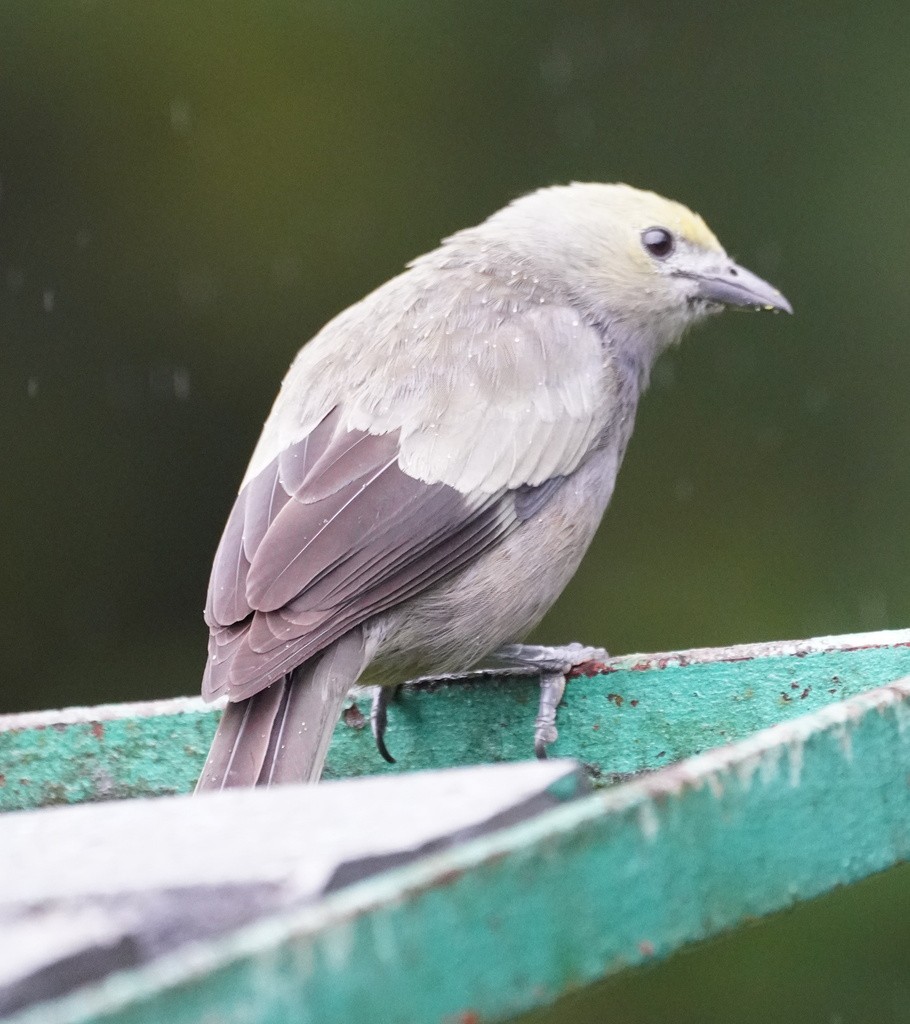 Palm Tanager - ML643019578