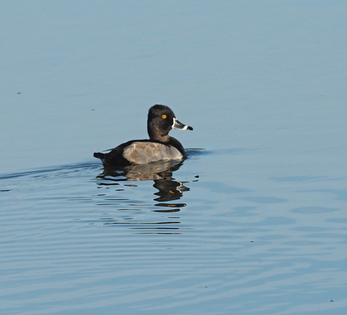 Ring-necked Duck - ML643019588