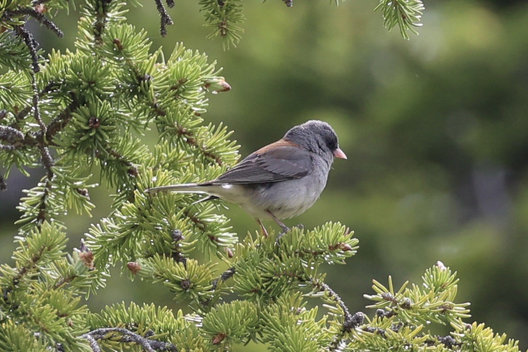 Junco ardoisé - ML643019598