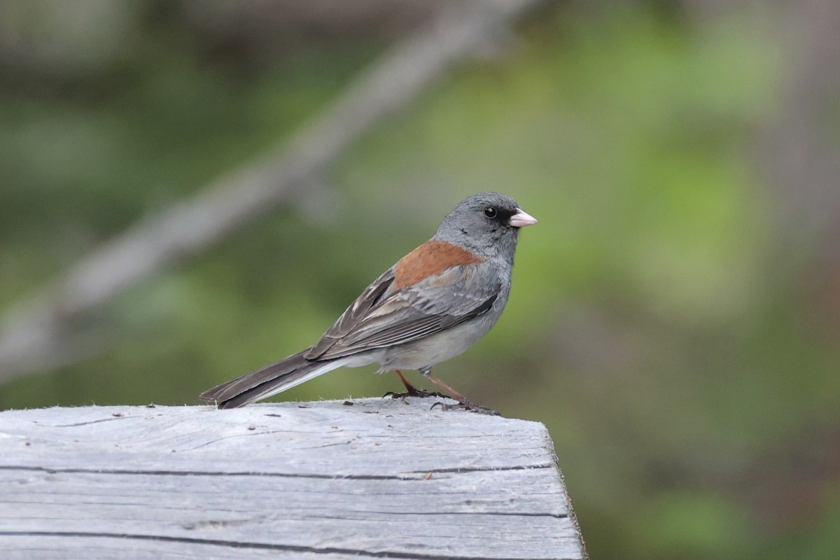 Junco ardoisé - ML643019599