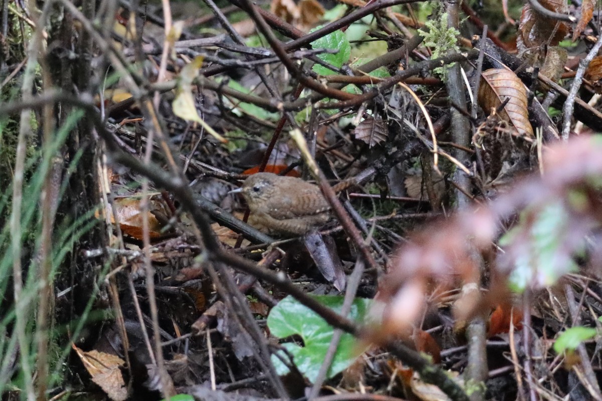 Pacific Wren - ML643019613