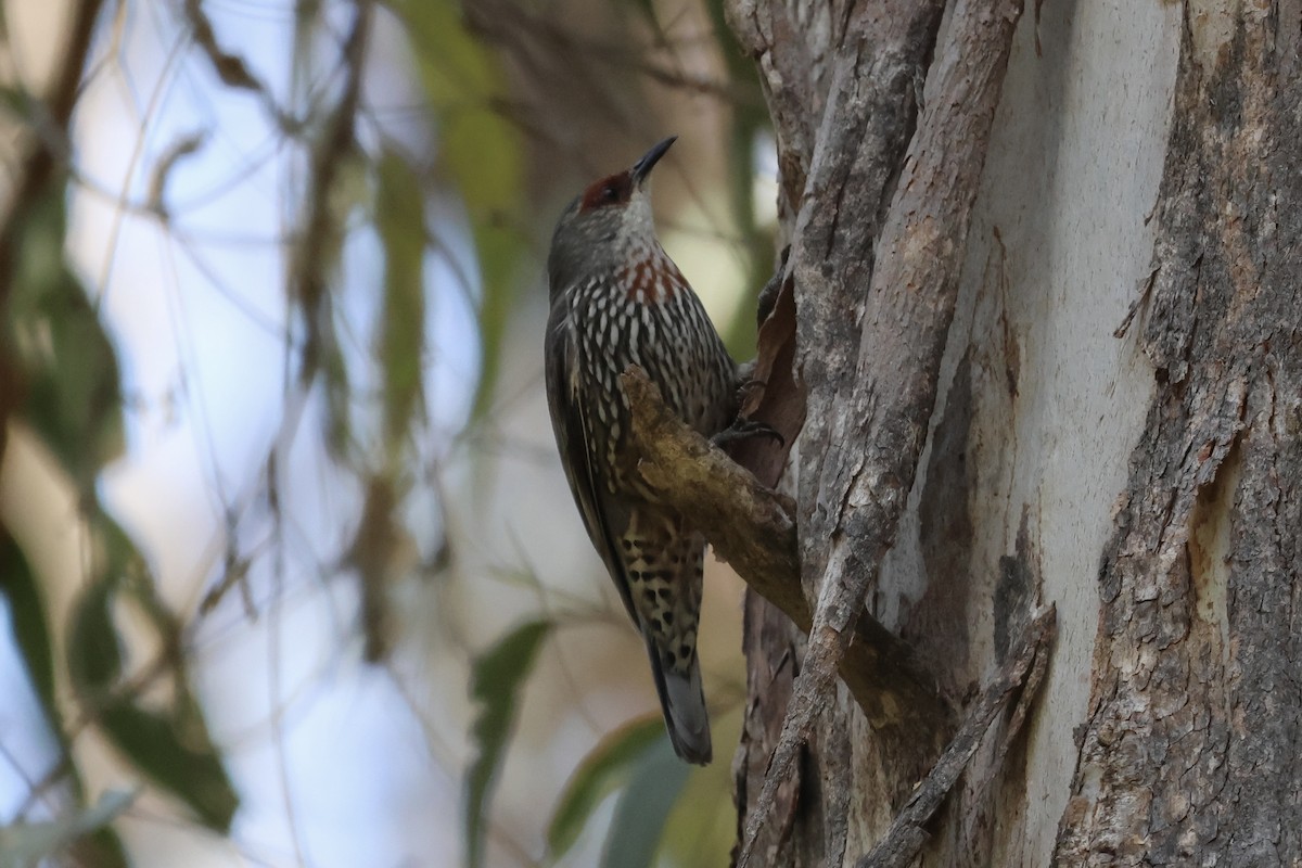 Red-browed Treecreeper - ML643019614
