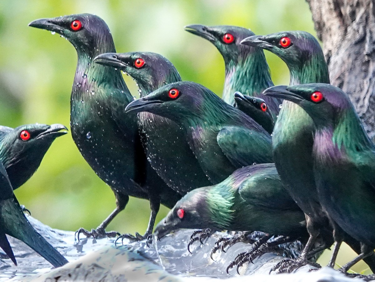 Metallic Starling - ML643019616