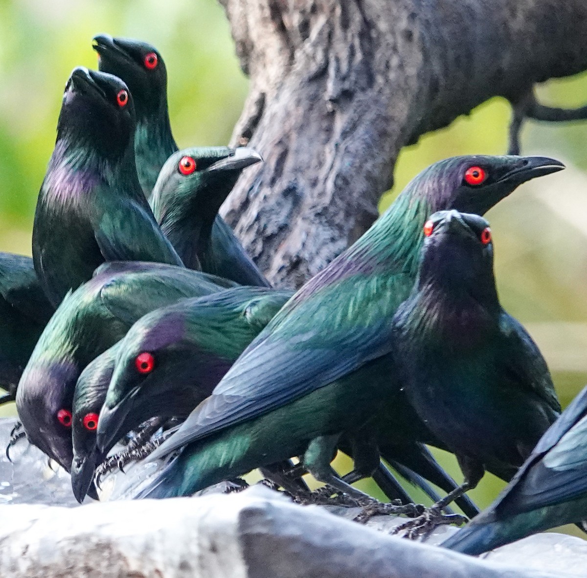 Metallic Starling - ML643019617
