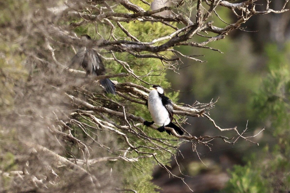 Little Pied Cormorant - ML643019620