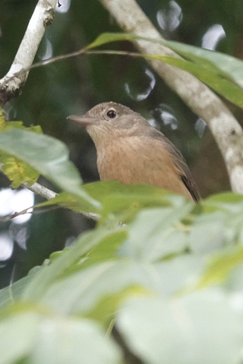 Rufous Shrikethrush - ML643019622