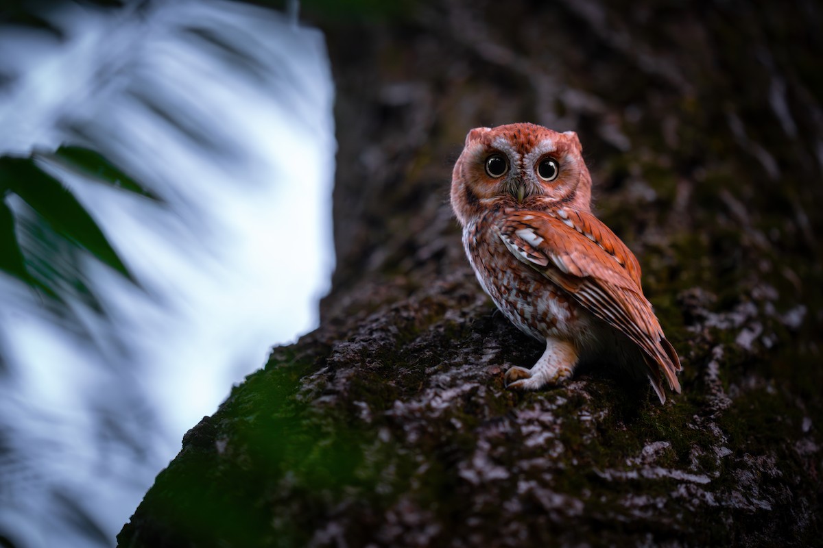 Eastern Screech-Owl - ML643019630