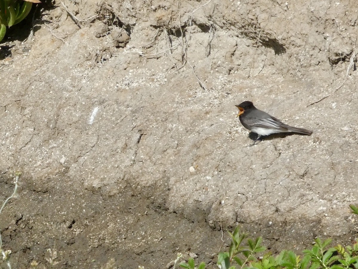 Black Phoebe - ML643019631