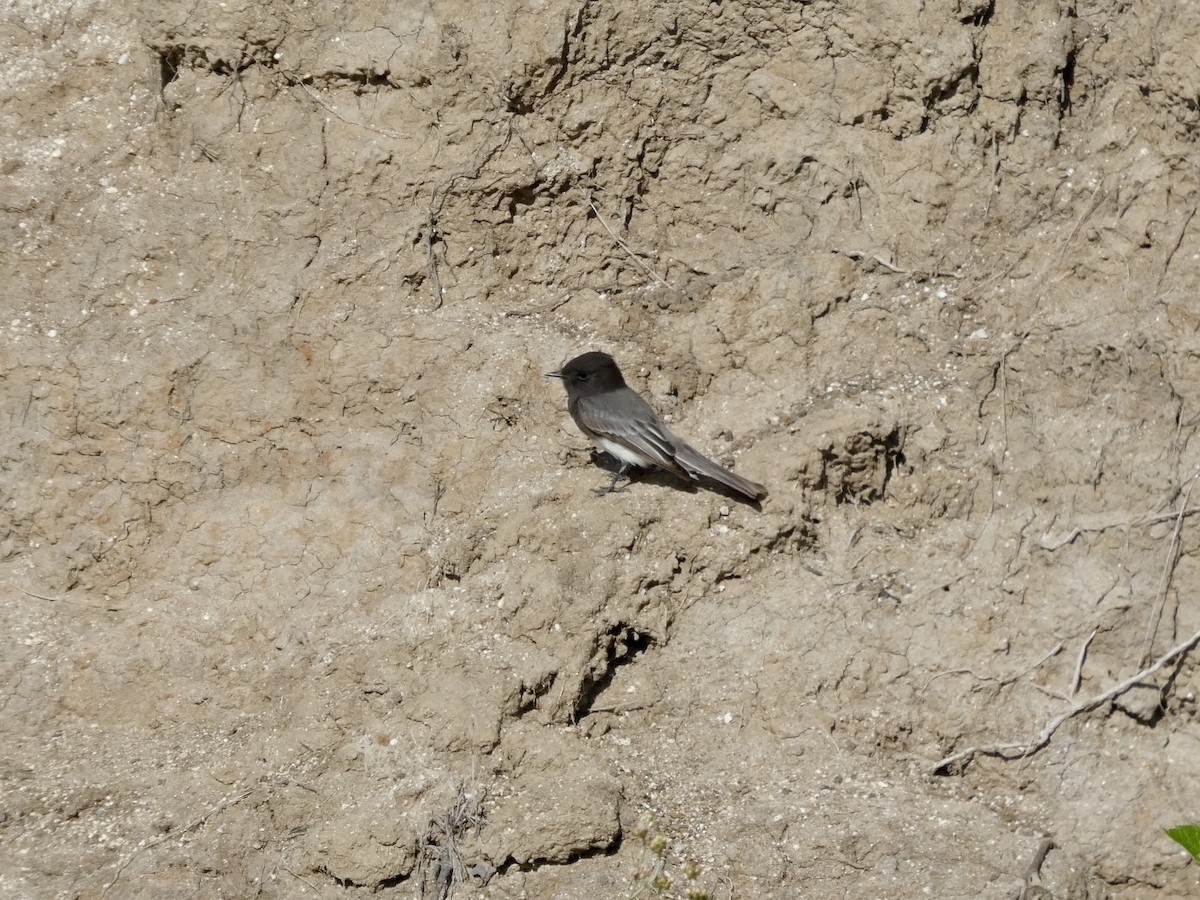 Black Phoebe - ML643019633