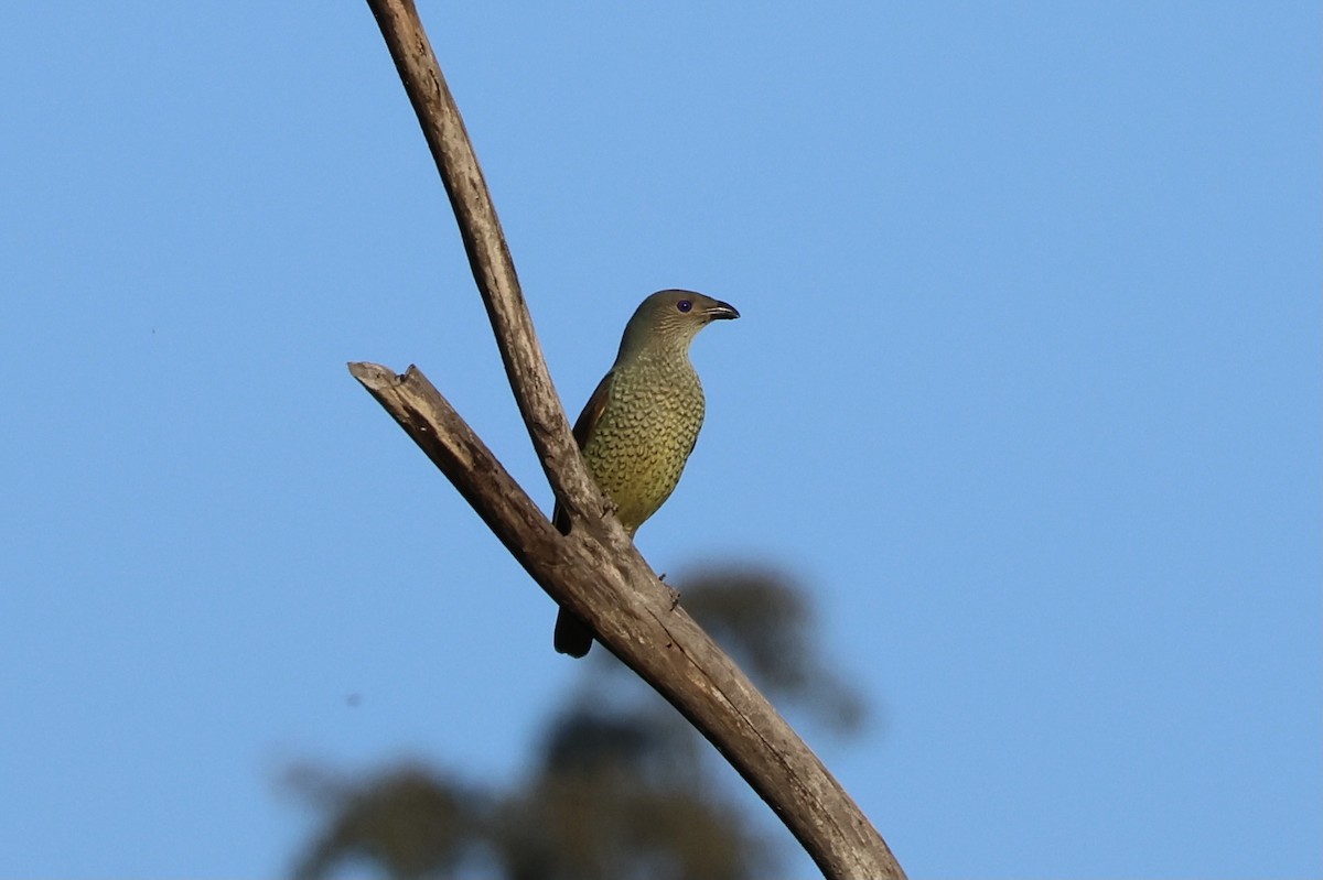 Satin Bowerbird - ML643019639