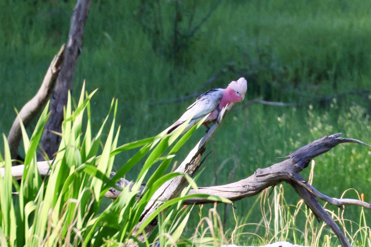 Galah - ML643019642