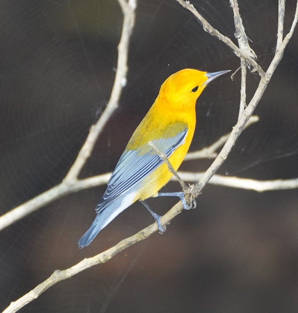 Prothonotary Warbler - ML643019643