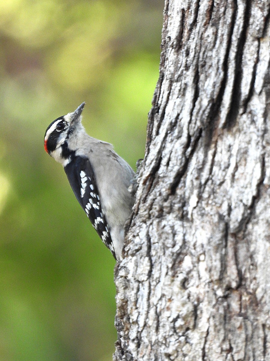 Downy Woodpecker - ML643019644