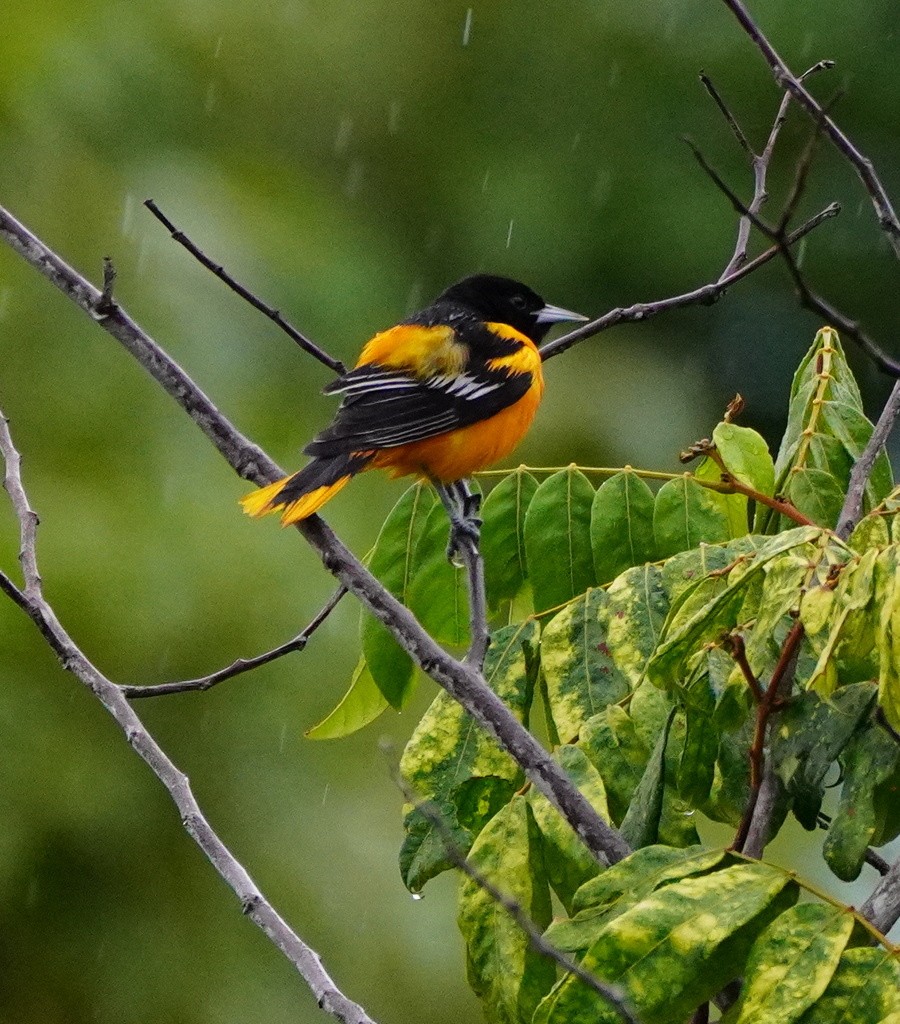 Baltimore Oriole - ML643019648