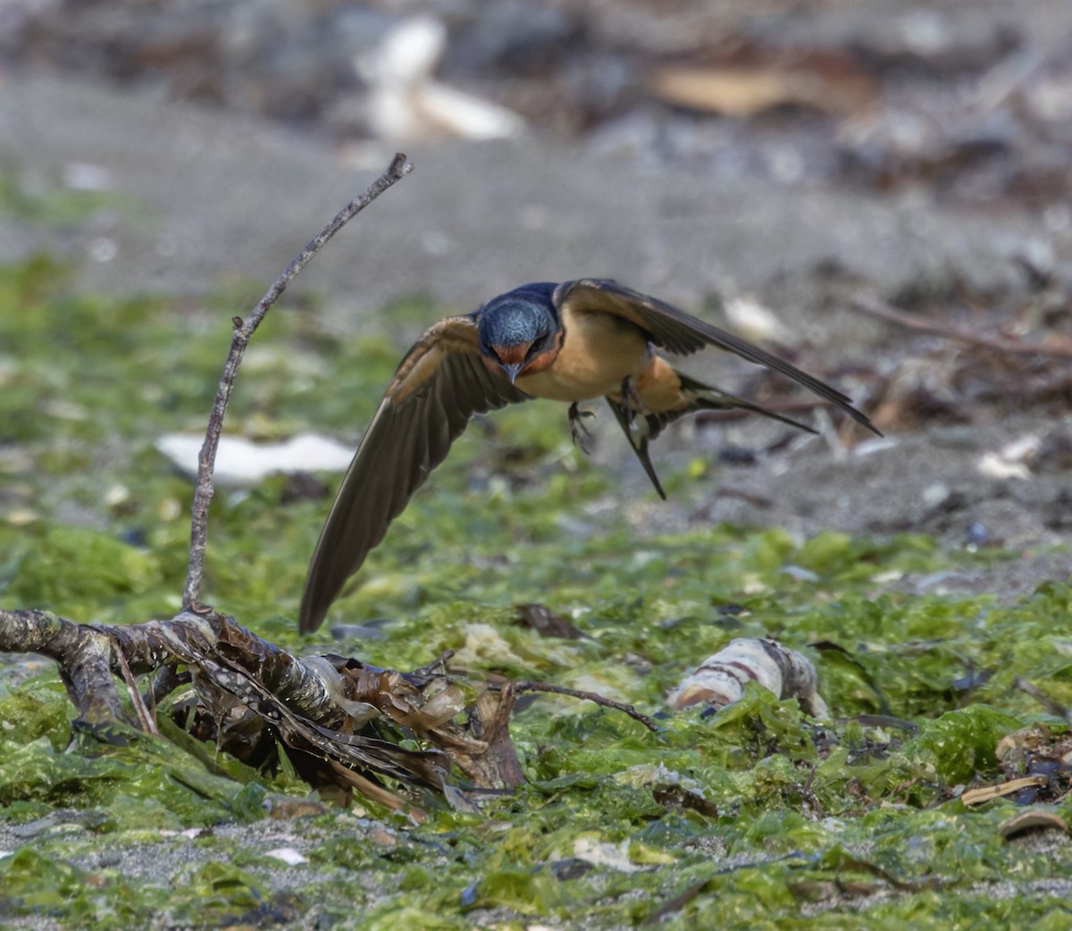 Hirondelle rustique - ML643019664