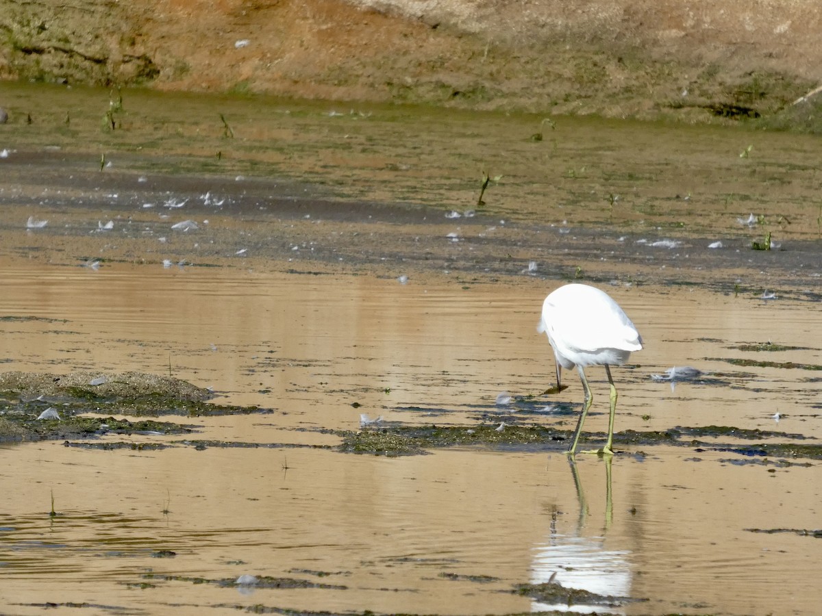 Aigrette neigeuse - ML643019673