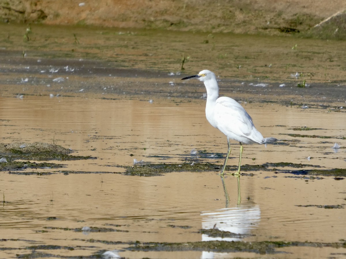 Aigrette neigeuse - ML643019674