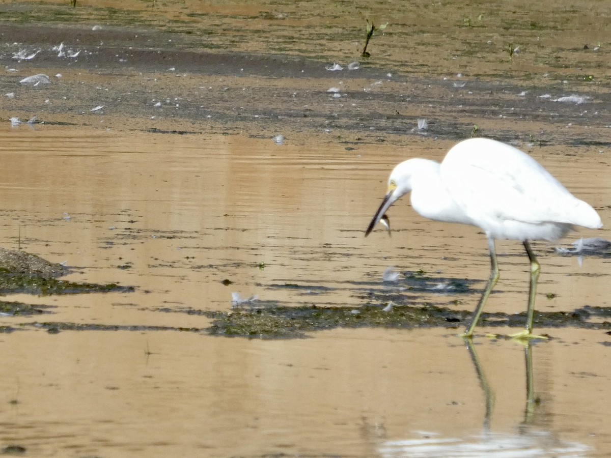 Aigrette neigeuse - ML643019676