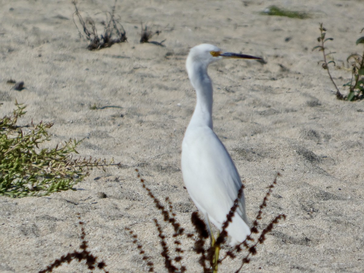 Aigrette neigeuse - ML643019677